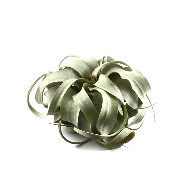 Tillandsia Xerographica (Hava Bitkisi) ürün görseli