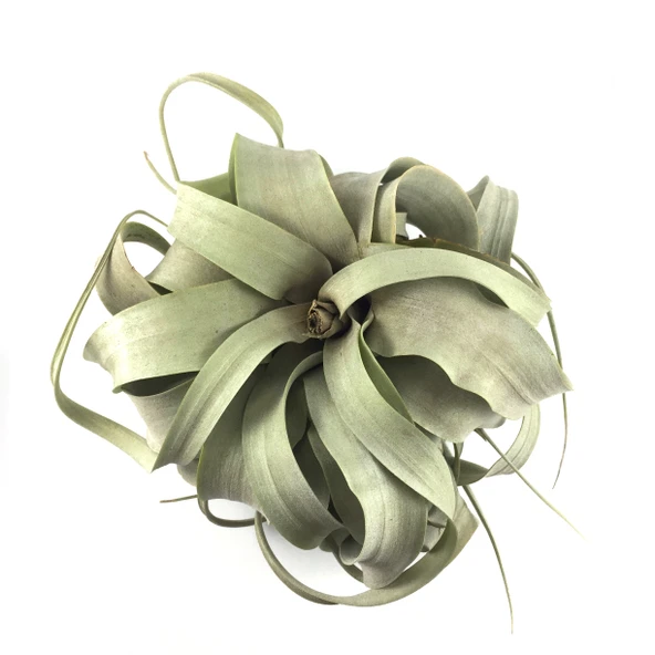 Tillandsia Xerographica (Hava Bitkisi) - Resim 2