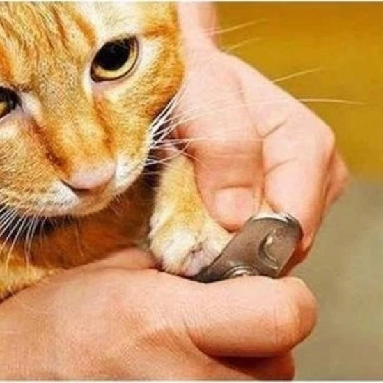 BUFFER® Evcil Hayvan Tırnak Makası Ve Törpü Seti Manikür Pedikür Pati Bakım Aleti Kaymaz Sap - 4