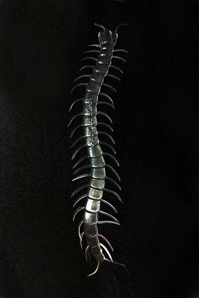 Karanlıkta Parlayan Fosforlu Kırkayak - Resim 2