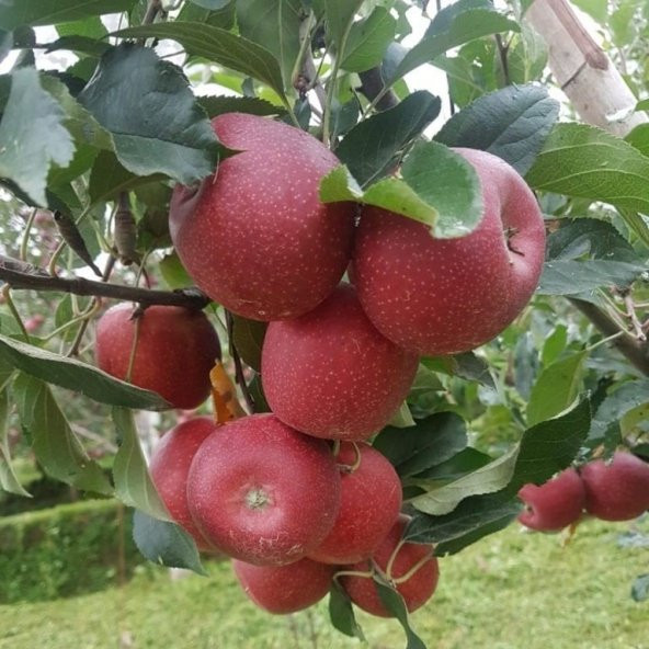 Tüplü Yarı Bodur Sert Meyveli Fuji Elma Fidanı - 3