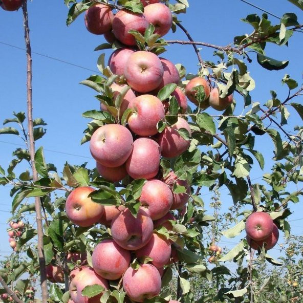 Tüplü Yarı Bodur Sert Meyveli Fuji Elma Fidanı - 4