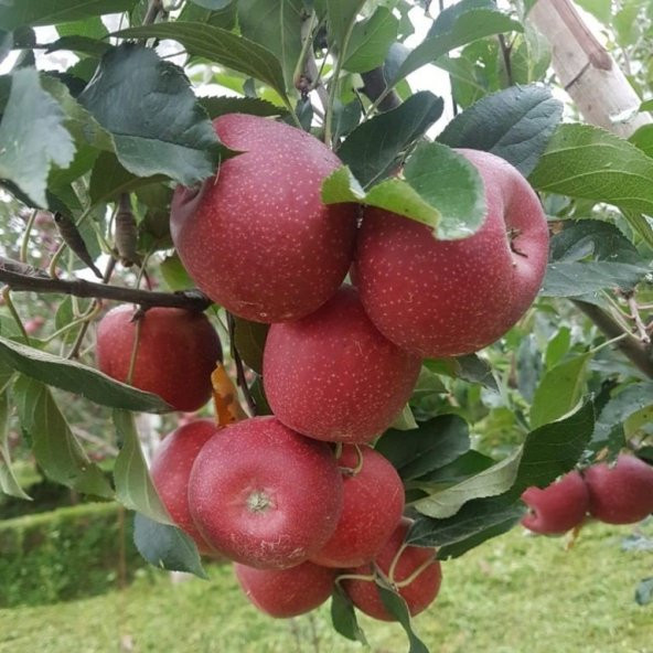 Tüplü Yarı Bodur Sert Meyveli Fuji Elma Fidanı - 7
