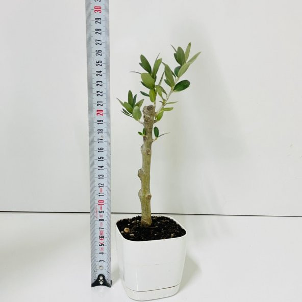 Ücretsiz Kargo Saksıda Minyatür Bonsai Yapımına Uygun Hediyelik Zeytin Fidanı (Lüx Saksı) - 6