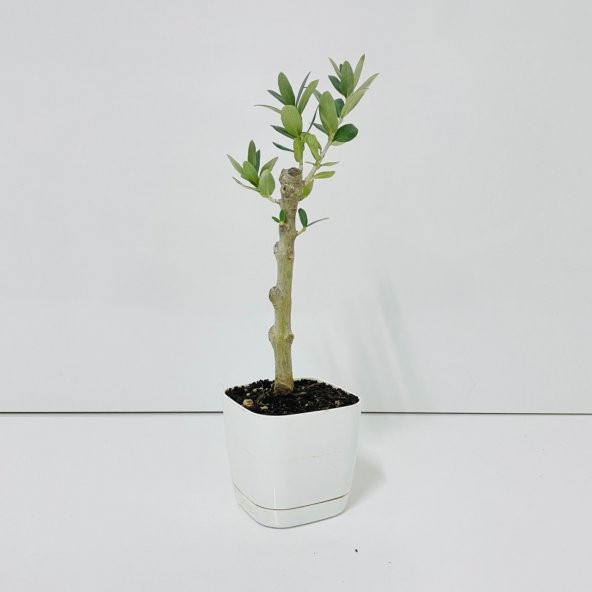 Ücretsiz Kargo Saksıda Minyatür Bonsai Yapımına Uygun Hediyelik Zeytin Fidanı (Lüx Saksı) - 11