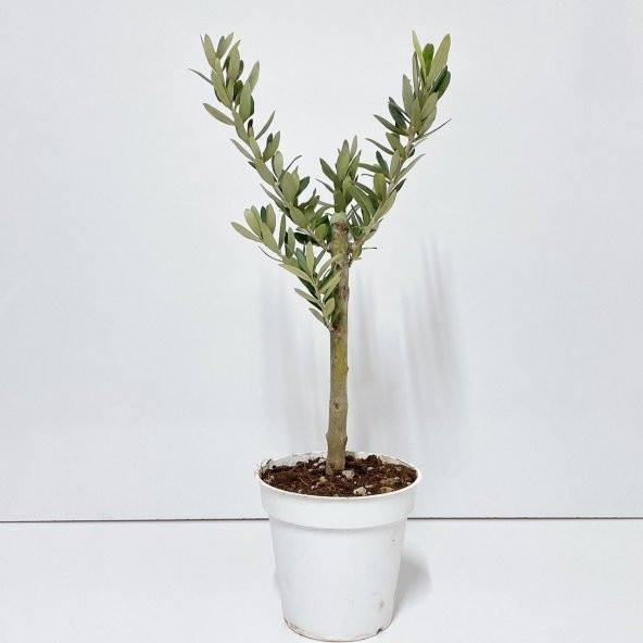 Ücretsiz Kargo Saksıda Minyatür Bonsai Yapımına Uygun Hediyelik Zeytin Fidanı 13lük Saksı