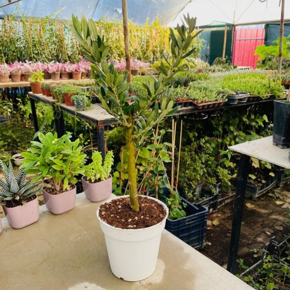 Ücretsiz Kargo Saksıda Minyatür Bonsai Yapımına Uygun Hediyelik Zeytin Fidanı 13lük Saksı - 3