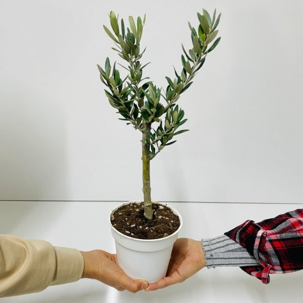 Ücretsiz Kargo Saksıda Minyatür Bonsai Yapımına Uygun Hediyelik Zeytin Fidanı 13lük Saksı - 9