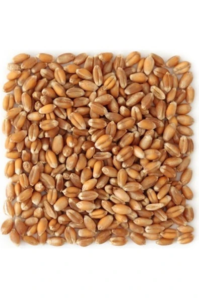 Şenapa Gıda Yemlik Buğday 25 Kg - Kuş-tavuk-kaz-ördek, Kanatlı Yemi - 1