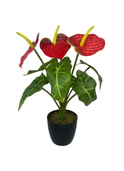 Yapay Çiçek Antoryum Siyah Saksılı Yapay Bitki Salon Çiçeği Kırmızı - Resim 6