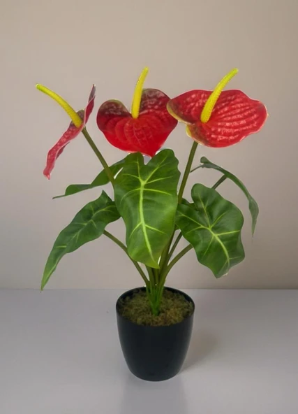 Yapay Çiçek Antoryum Siyah Saksılı Yapay Bitki Salon Çiçeği Kırmızı - Resim 4