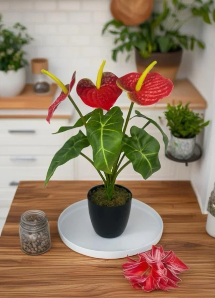 Yapay Çiçek Antoryum Siyah Saksılı Yapay Bitki Salon Çiçeği Kırmızı - Resim 2