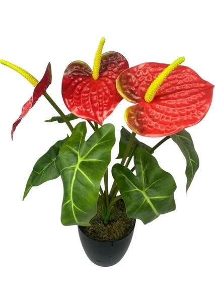 Yapay Çiçek Antoryum Siyah Saksılı Yapay Bitki Salon Çiçeği Kırmızı - Resim 7