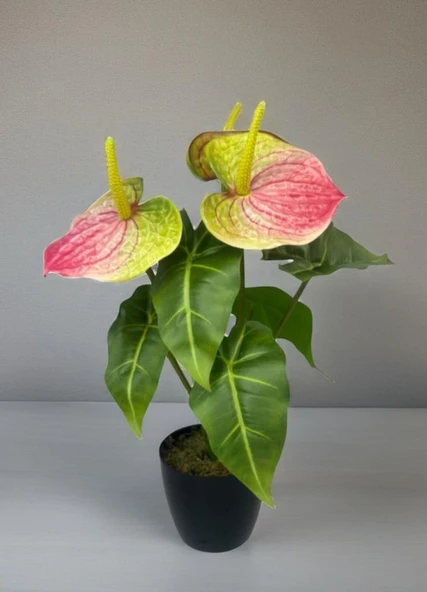 Yapay Çiçek Antoryum Siyah Saksılı Yapay Bitki Salon Çiçeği Pembe Yeşil - Resim 2