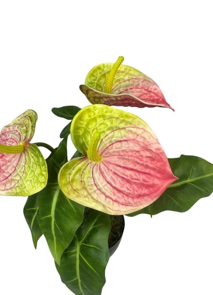 Yapay Çiçek Antoryum Siyah Saksılı Yapay Bitki Salon Çiçeği Pembe Yeşil - Resim 8