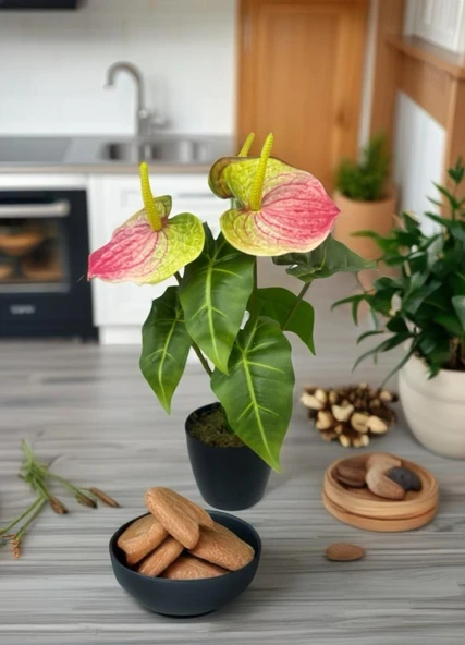 Yapay Çiçek Antoryum Siyah Saksılı Yapay Bitki Salon Çiçeği Pembe Yeşil - Resim 7