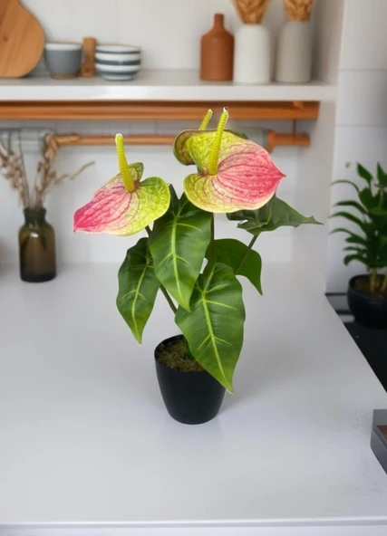 Yapay Çiçek Antoryum Siyah Saksılı Yapay Bitki Salon Çiçeği Pembe Yeşil - Resim 6