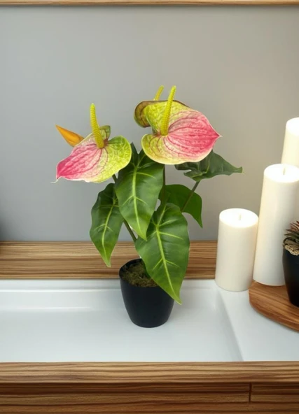 Yapay Çiçek Antoryum Siyah Saksılı Yapay Bitki Salon Çiçeği Pembe Yeşil - Resim 3