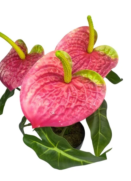 Yapay Çiçek Antoryum Siyah Saksılı Yapay Bitki Salon Çiçeği Pembe - Resim 8