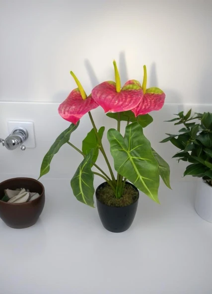 Yapay Çiçek Antoryum Siyah Saksılı Yapay Bitki Salon Çiçeği Pembe - Resim 5