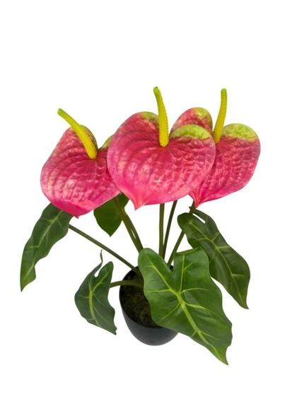 Yapay Çiçek Antoryum Siyah Saksılı Yapay Bitki Salon Çiçeği Pembe - Resim 7