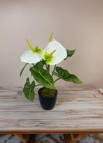 Yapay Çiçek Antoryum Siyah Saksılı Yapay Bitki Salon Çiçeği Beyaz - 5