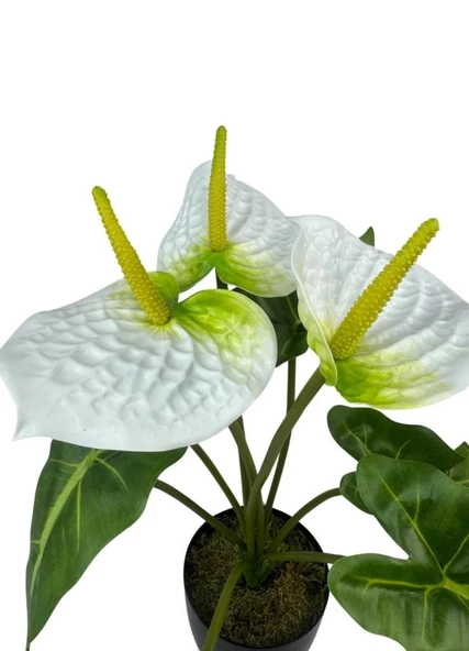 Yapay Çiçek Antoryum Siyah Saksılı Yapay Bitki Salon Çiçeği Beyaz - 8