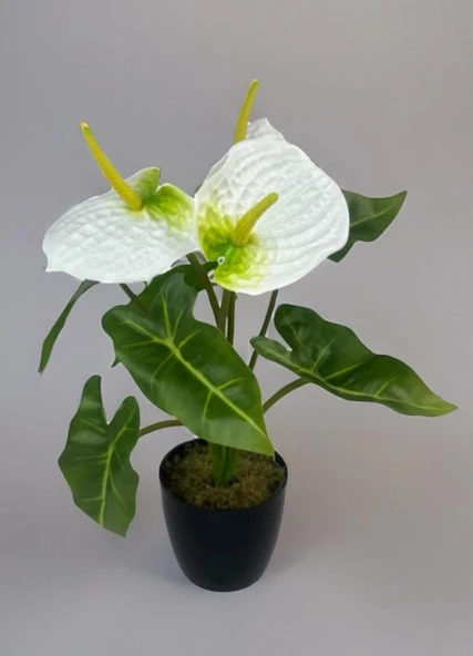 Yapay Çiçek Antoryum Siyah Saksılı Yapay Bitki Salon Çiçeği Beyaz - 2