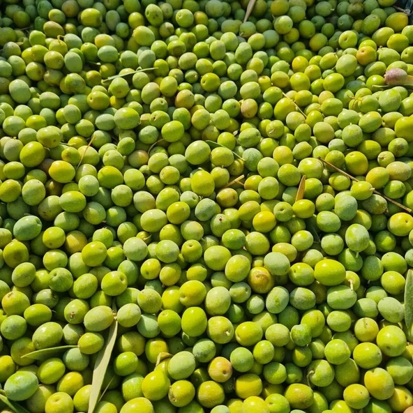 Lea Premium Zeyti̇nyağı 2000 Ml - Resim 2