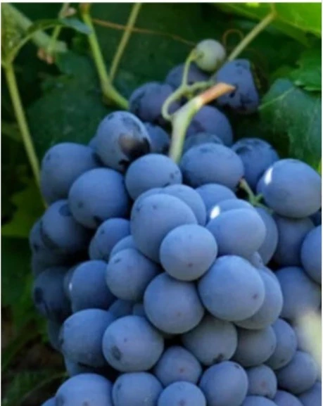 ERZİNCAN CİMİN ÜZÜMÜ 1 KG