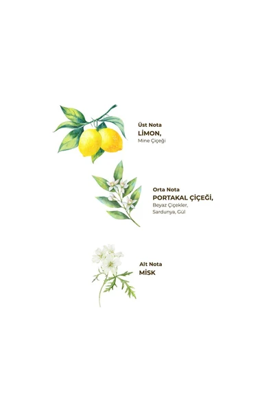 Eyüp Sabri Tuncer Verbena & Zinde Limon Kolonyası 400 ml - Pet Şişe - Resim 4