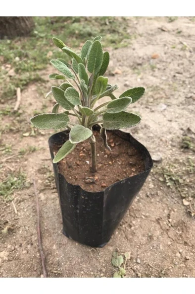 Anadolu Adaçayı Fidanı 5 Adet 10-20 Cm - Resim 5