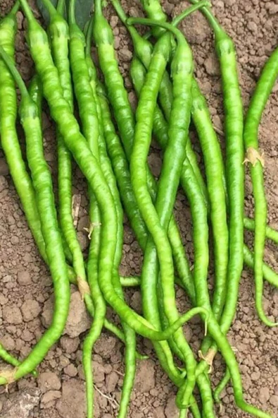 Tatlı Kıl Biber Tohumu 10 Gr ürün görseli