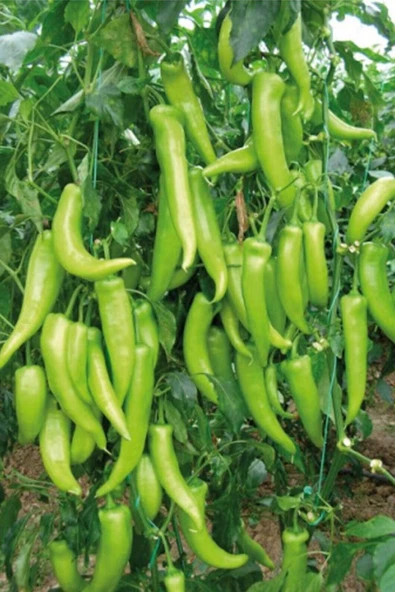 Çarliston Biber Tohumu 10 Gr ürün görseli