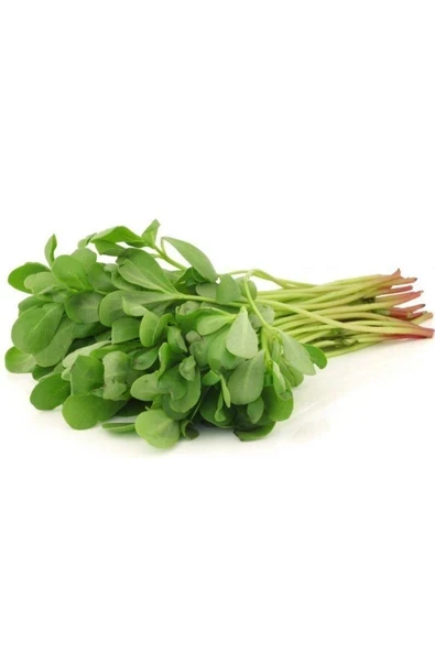 Semizotu Tohumu 10 Gr ürün görseli 1