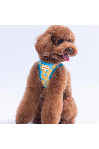 Pawstar Citrus Air-mesh Göğüs Tasması Kedi Köpek Göğüs Tasması Narenciye Desenli Köpek Tasması - 1