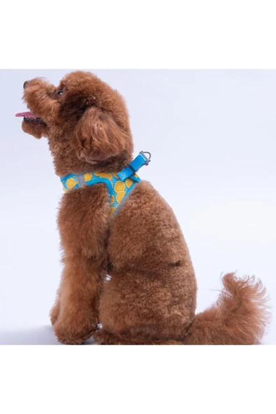 Pawstar Citrus Air-mesh Göğüs Tasması Kedi Köpek Göğüs Tasması Narenciye Desenli Köpek Tasması - 3
