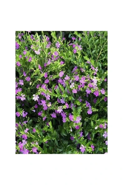 Kufeya Cennet Çiçeği Mor Cuphea Hyssopifolia 10-20 cm - Resim 2