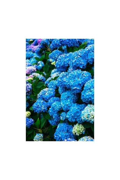 Hydrangea Mocnophylla Koyu Mavi Canlı Ortanca Çiçeği Fidanı 10-20 cm ürün görseli