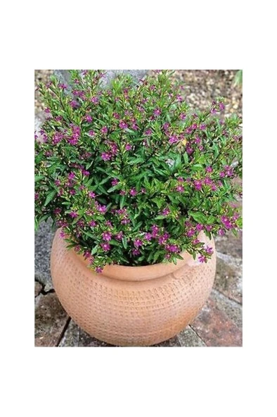 Kufeya Cennet Çiçeği Mor Cuphea Hyssopifolia 10-20 cm ürün görseli