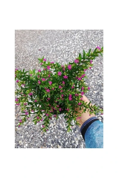 Kufeya Cennet Çiçeği Mor Cuphea Hyssopifolia 10-20 cm - Resim 3