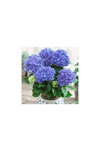 Hydrangea Mocnophylla Koyu Mavi Canlı Ortanca Çiçeği Fidanı 10-20 cm - Resim 2