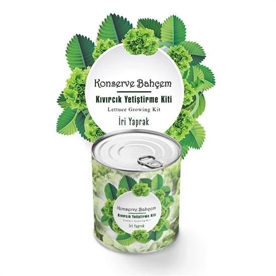 BUFFER® Konserve Bahçem Evde Konservede İri Yapraklı Kıvırcık Yetiştirme Kiti - Resim 4