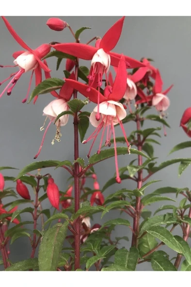 Pembe Beyaz Fuchsia Küpe Küpeli Çiçegi Fidanı 10-20 cm