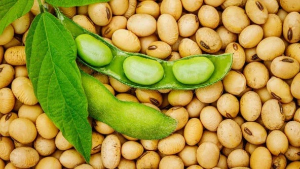 Yerli Soya Fasulyesi Tohumu 500 Gr ürün görseli 1