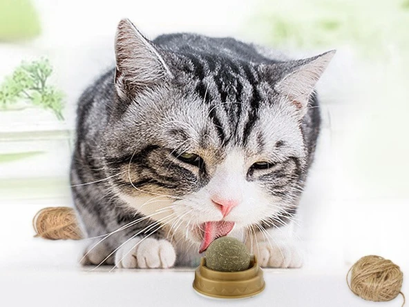 Kedi Otu Oyun Topu - 5