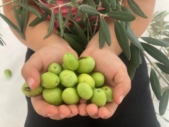 HATAY HALHALI YEŞİL ZEYTİN 1 KG - 4