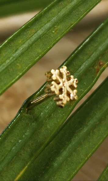 Gümüş Hızma 1. Kalite ve Şık Tasarım ürün görseli 1