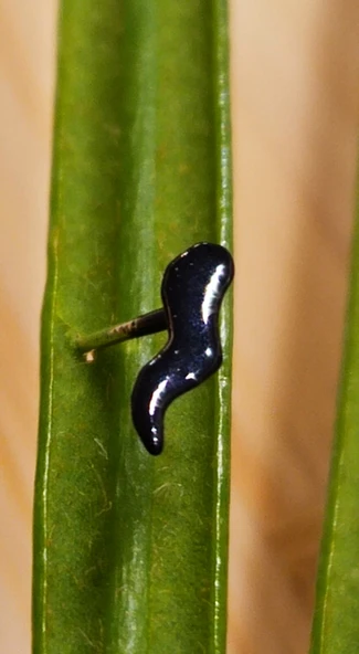 Gümüş Hızma 1. Kalite ve Şık Tasarım ürün görseli 1