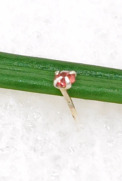 Gümüş Hızma 1. Kalite ve Şık Tasarım ürün görseli 1